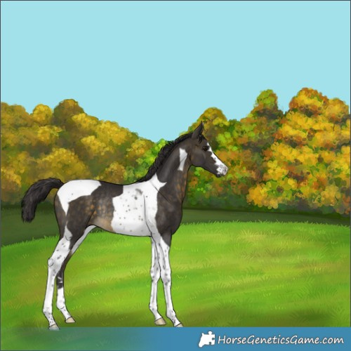 Horse Color:Buckskin Tobiano Rabicano