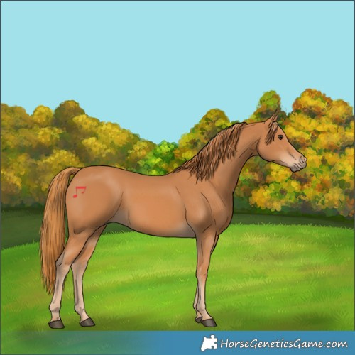 Horse Color:Chestnut 