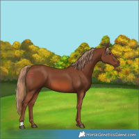 Horse Color:Chestnut 