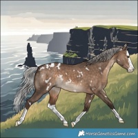 Horse Color:White Spotted Silver Brown Dun Splash