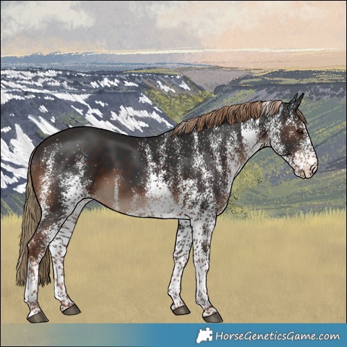 Horse Color:White Spotted Liver Chestnut Rabicano