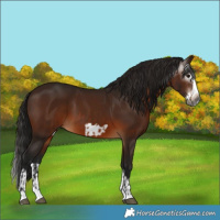 Horse Color:Gray Bay Splash Frame  and Gray Bay Splash Frame 