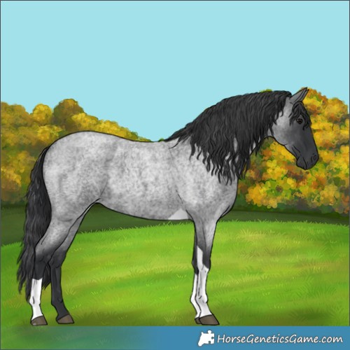 Horse Color:Blue Roan Tobiano 