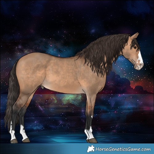 Horse Color:Bay Dun