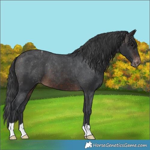 Horse Color:Brown Appaloosa