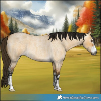 Horse Color:Gray Buckskin Roan Dun