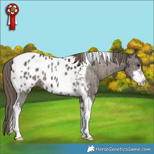 Horse Color:Smoky Grullo Sabino Tobiano Blanket Brindle 