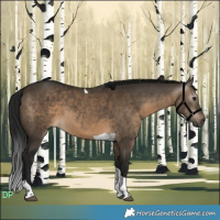 Horse Color:Gray Brown Dun Tobiano 