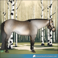 Horse Color:Gray Buckskin Dun 