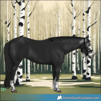 Horse Color:Gray Black