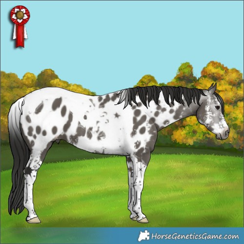 Horse Color:Gray Smoky Grullo Sabino Tobiano Appaloosa