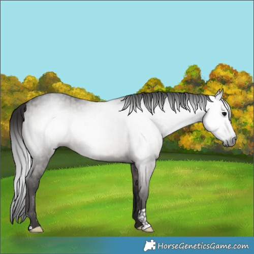 Horse Color:Gray Smoky Grullo Brindle 