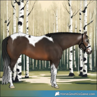 Horse Color:Gray Brown Tobiano