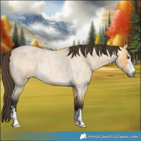 Horse Color:Buckskin Roan Dun 