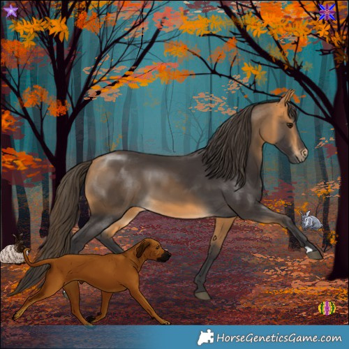 Horse Color:Buckskin 