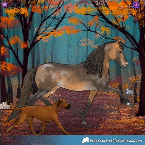 Horse Color:Buckskin