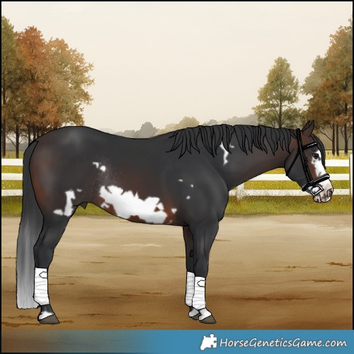 Horse Color:Brown Frame Rabicano 