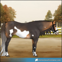Horse Color:Buckskin Frame Rabicano 