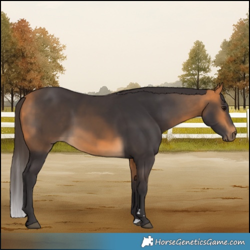 Horse Color:Buckskin Rabicano