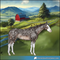 Horse Color:White Spotted Liver Chestnut Splash Appaloosa Rabicano