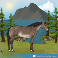 Horse Color:Brown Dun Rabicano 