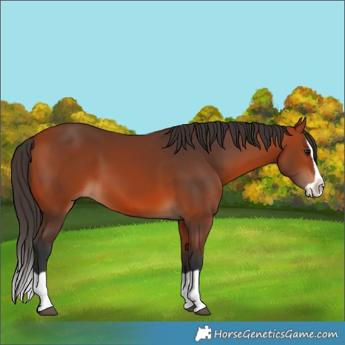 Horse Color:Bay Splash 