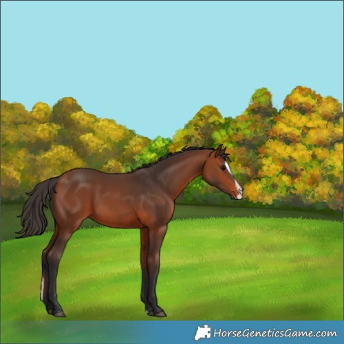 Horse Color:Bay Splash