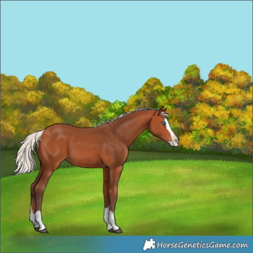 Horse Color:Silver Bay Splash 