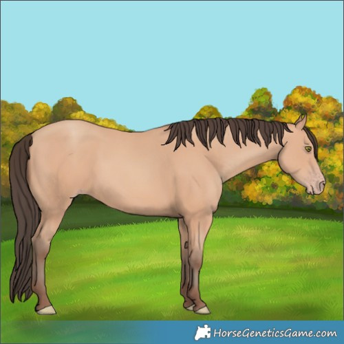 Horse Color:Amber Champagne 