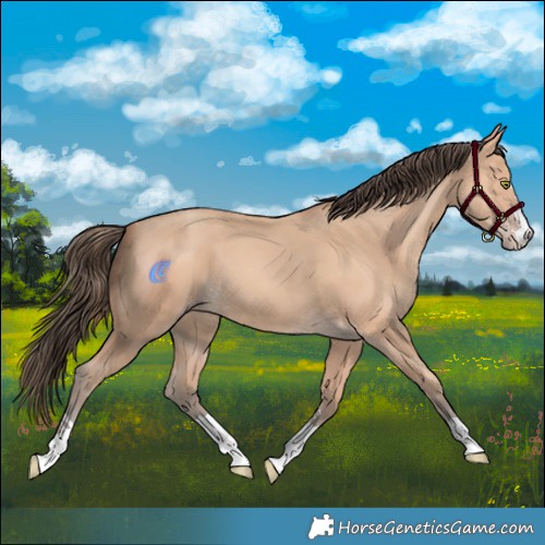 Horse Color:Amber Champagne 