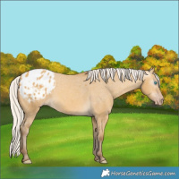 Horse Color:Gray Silver Amber Cream Champagne Dun Appaloosa 