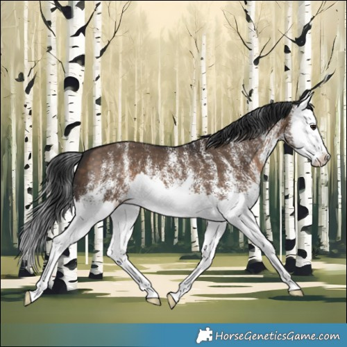 Horse Color:White Spotted Brown Dun Splash 