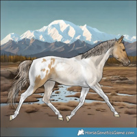 Horse Color:Chocolate Palomino Dun Tobiano Blanket