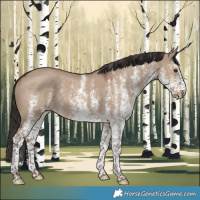 Horse Color:White Spotted Liver Red Dun Rabicano 