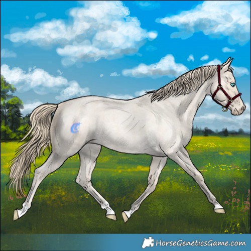 Horse Color:Perlino Roan 