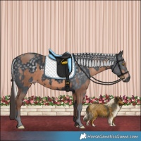 Horse Color:Sable Champagne  and Silver Black Chinchilla 