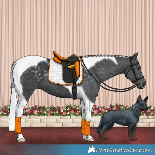 Horse Color:Silver Black Chinchilla Tobiano 