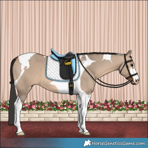 Horse Color:Brown Dun Tobiano