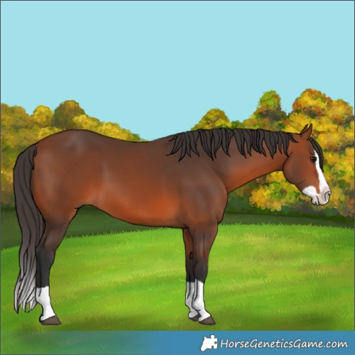 Horse Color:Bay Splash