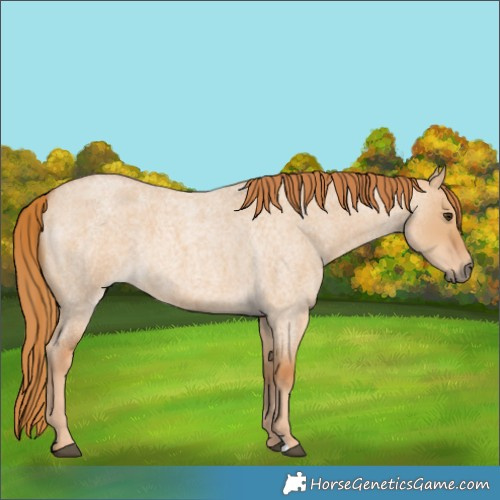 Horse Color:Red Dun Roan 