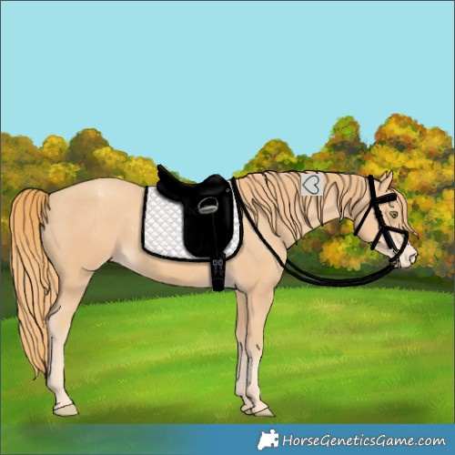 Horse Color:Gold Champagne Varnish 