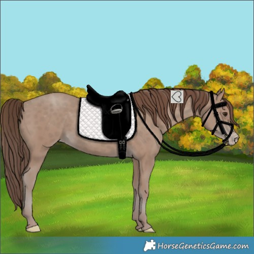 Horse Color:Classic Champagne Varnish 