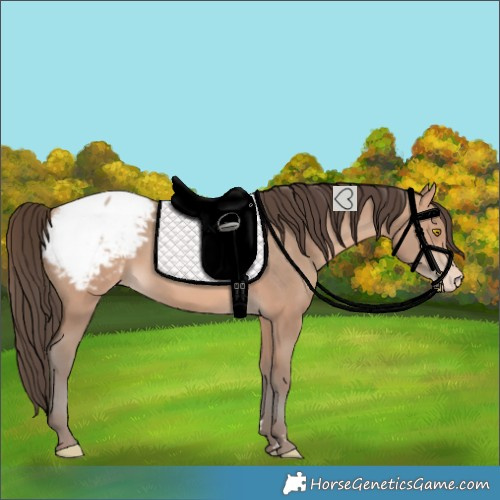Horse Color:Amber Champagne Snowcap 