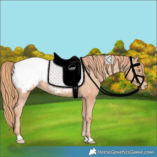 Horse Color:Gold Champagne Snowcap 