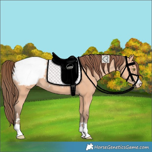 Horse Color:Amber Champagne Snowcap 