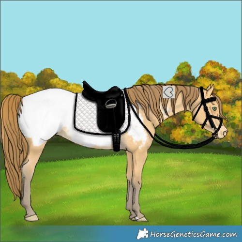 Horse Color:Amber Cream Champagne Snowcap 
