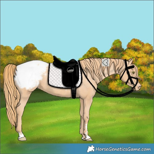 Horse Color:Gold Champagne Snowcap 