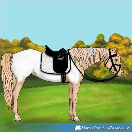 Horse Color:Gold Champagne Near Fewspot 