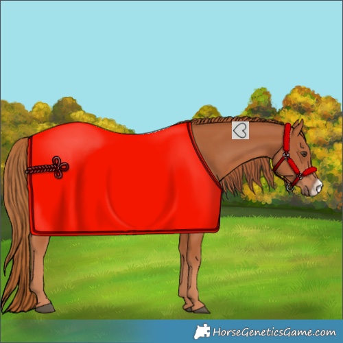 Horse Color:Chestnut Frame 