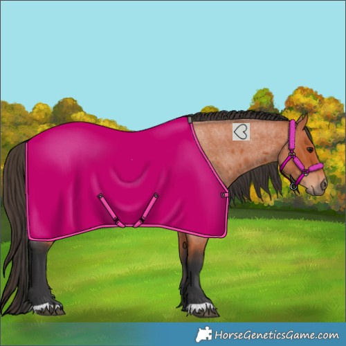 Horse Color:Bay Roan 